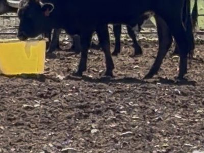 Lots of roping steers