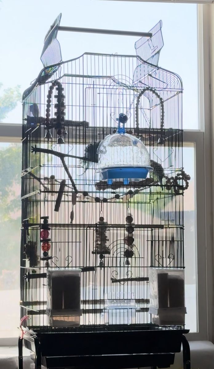 2 Parakeets with a Large Cage