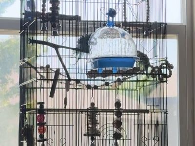 2 Parakeets with a Large Cage