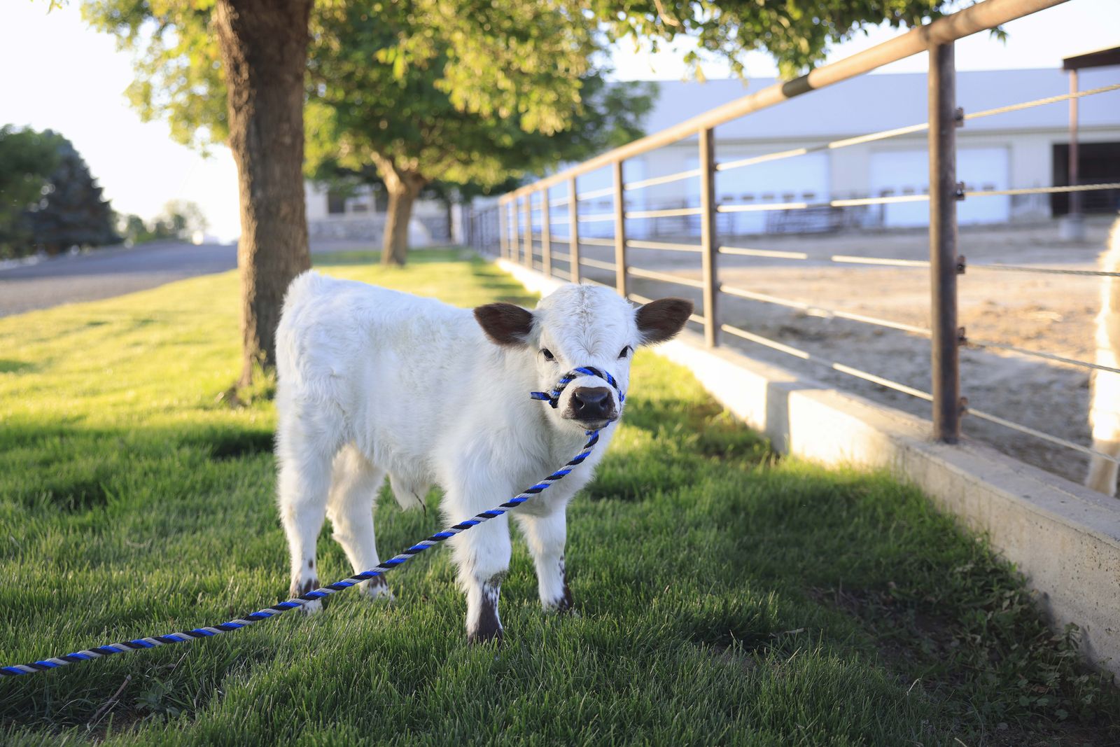 Highland Highpark Bull