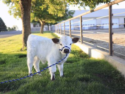 Highland Highpark Bull