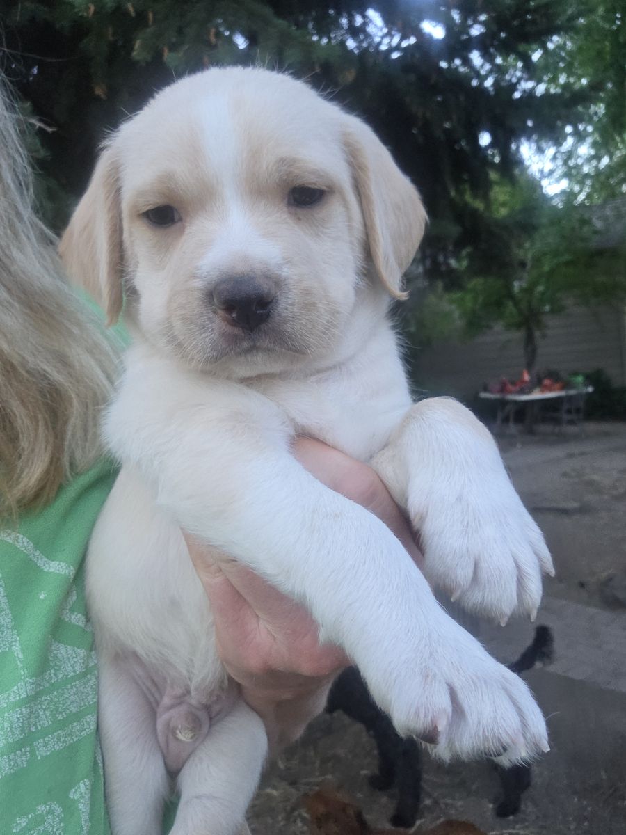 Puppies 3 males
