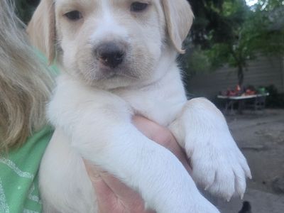 Puppies 3 males