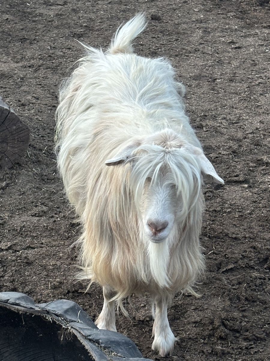 Fainting goat