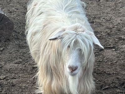 Fainting goat