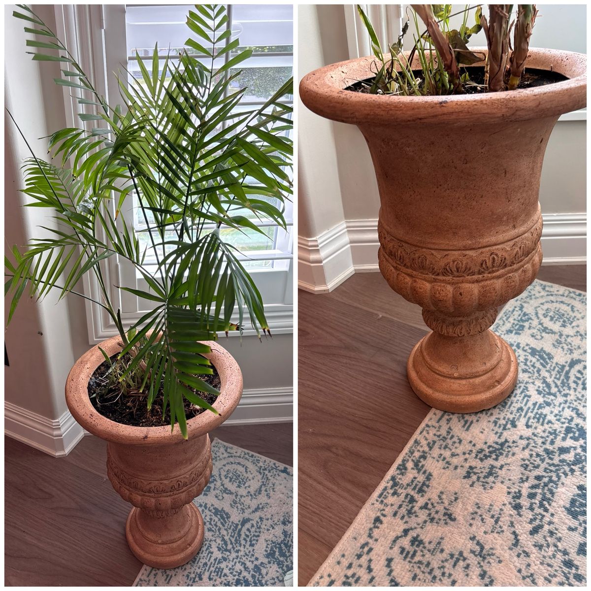 Cat Palm Plant In Planter Pot