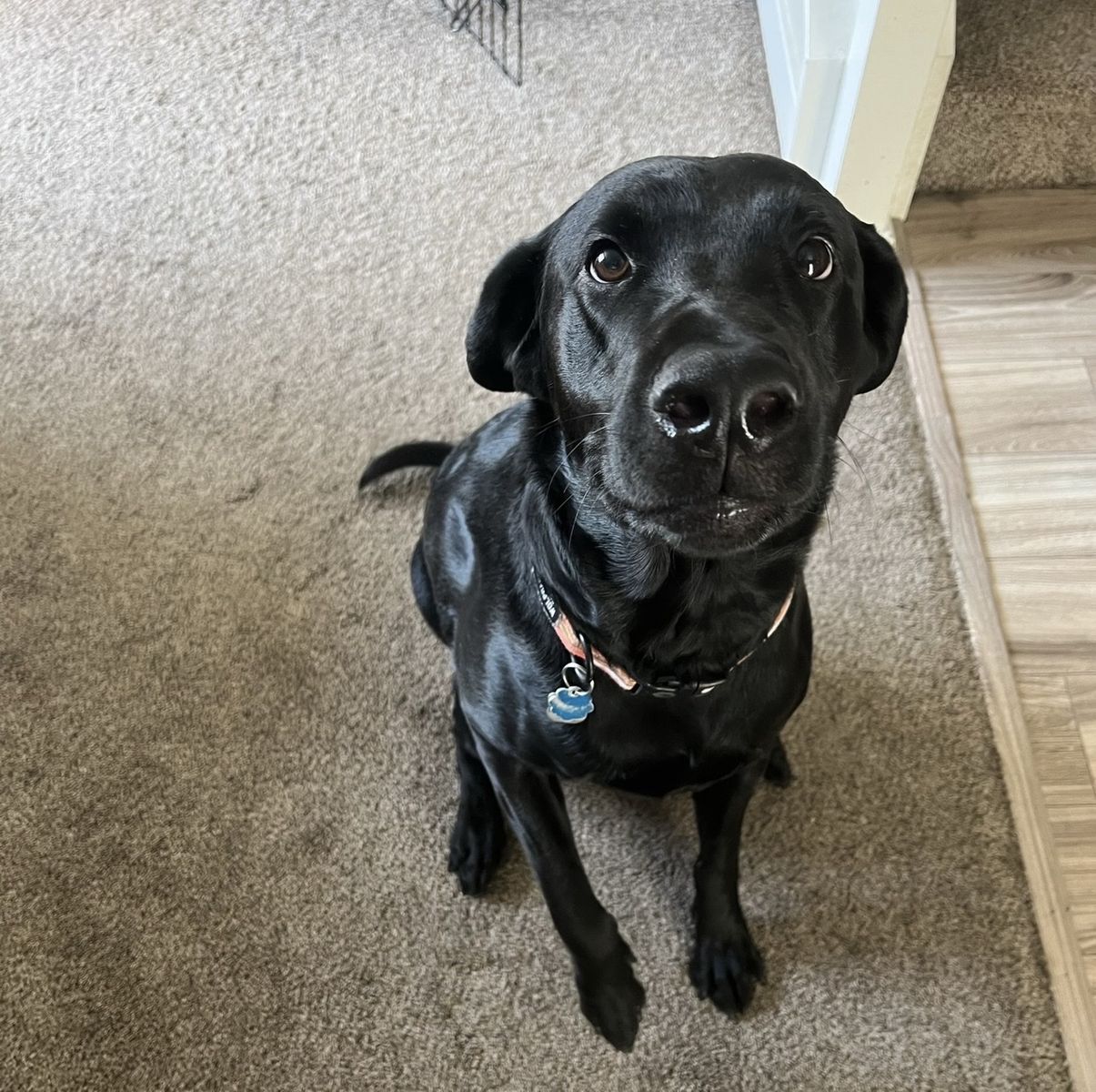 Male black lab, Westley!