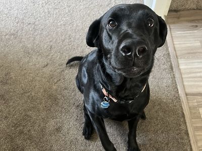Male black lab, Westley!
