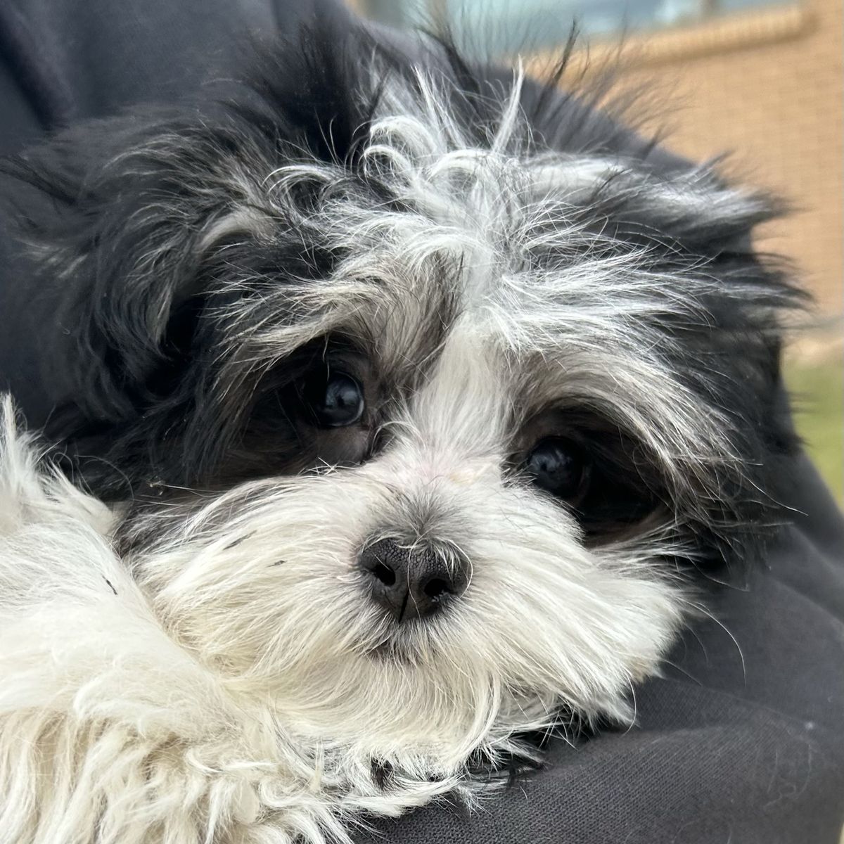 Morkie (Maltese/Yorkie)