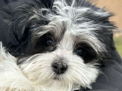 Morkie (Maltese/Yorkie)