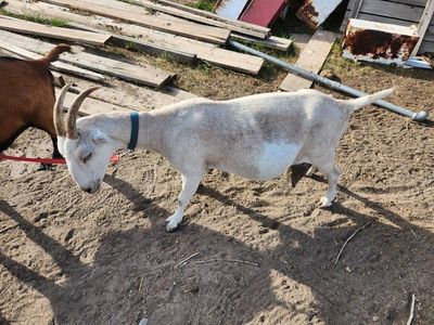 Lamancha /Alpine Dairy Goat - Excellent Milker, Great Temperament