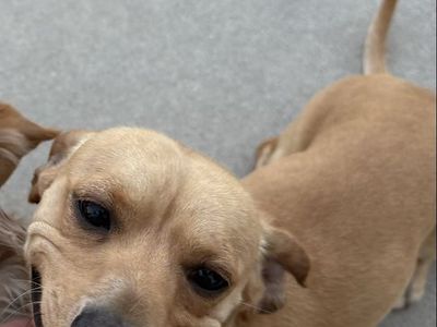 Rehome chubs