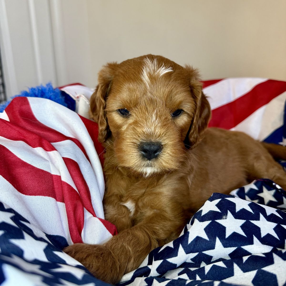 Exceptional Cavapoo Puppies-Health-Tested Parents-Puppy Preschool