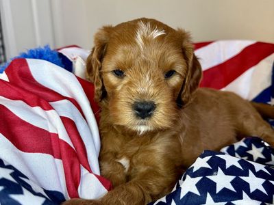 Exceptional Cavapoo Puppies-Health-Tested Parents-Puppy Preschool