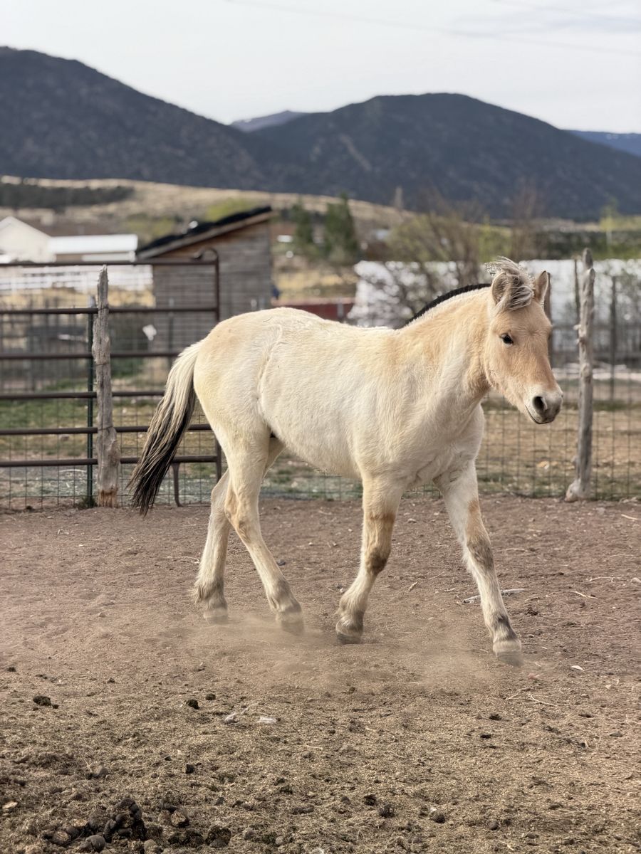 Fjord Horse Colt (registered)