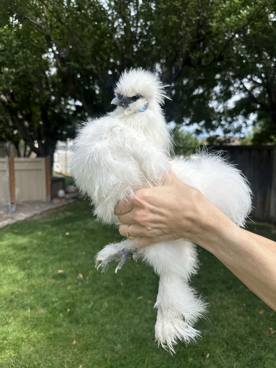 Docile White Silkie Rooster - 6 Months Old with Blue Beak