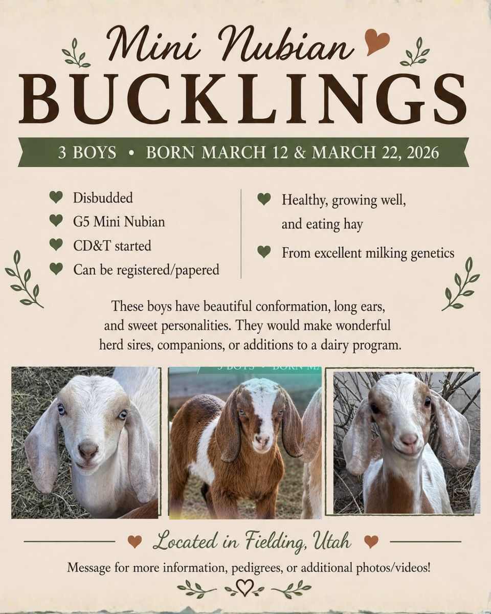 Mini Nubian Bucklings