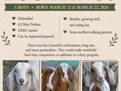 Mini Nubian Bucklings