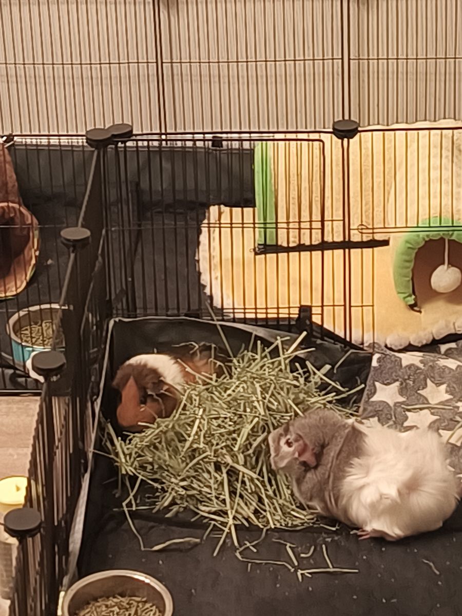 Female guinea pigs