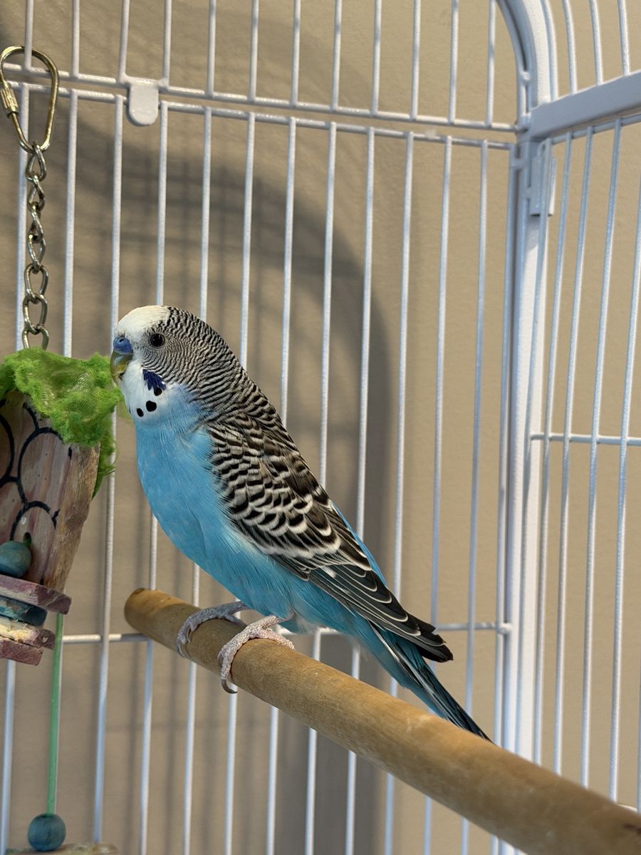 Pair of Healthy Parakeets with Large Cage, Toys & Food - Rehoming