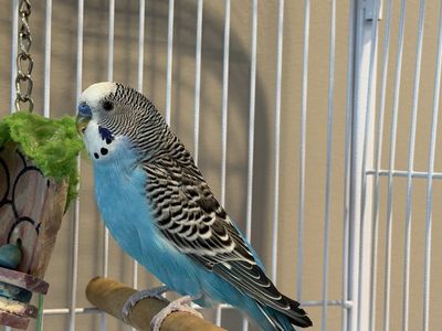 Pair of Healthy Parakeets with Large Cage, Toys & Food - Rehoming