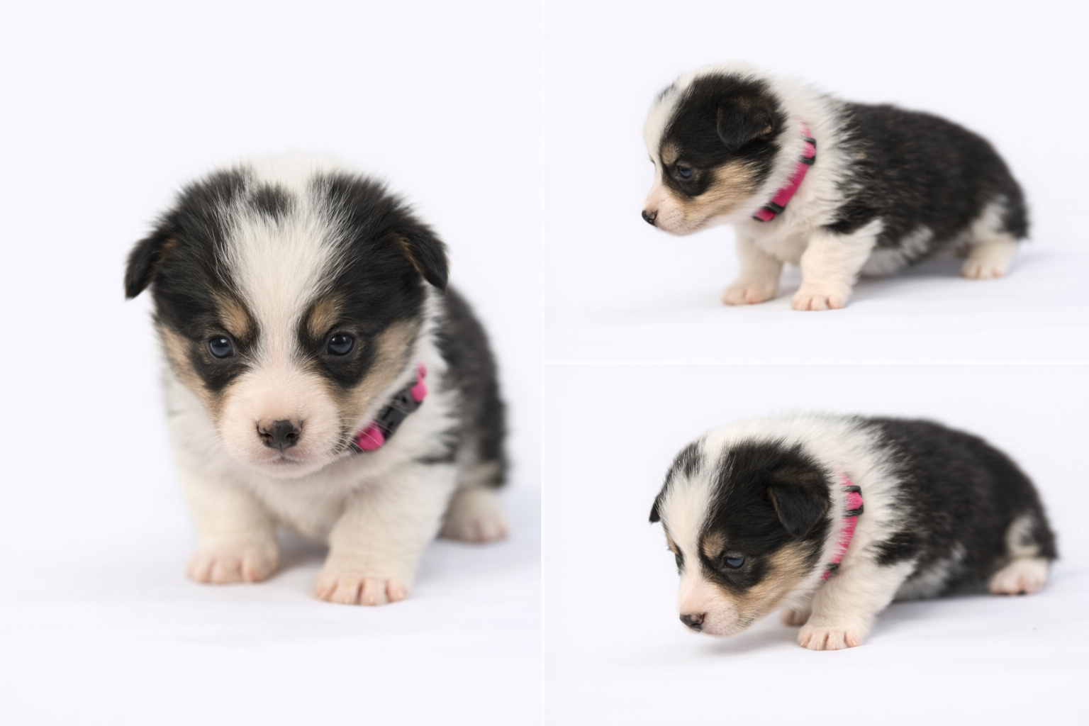 AKC Registered Pembroke Welsh Corgi – [PINK]