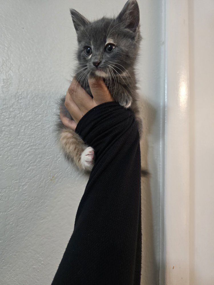 kittens