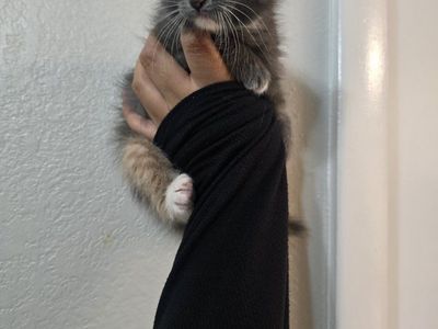 kittens
