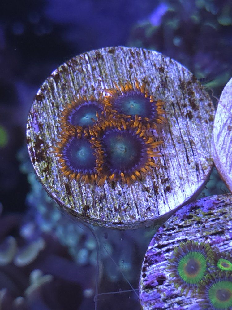 Main image 4