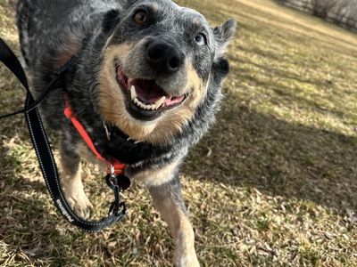 Hello my name is Blu