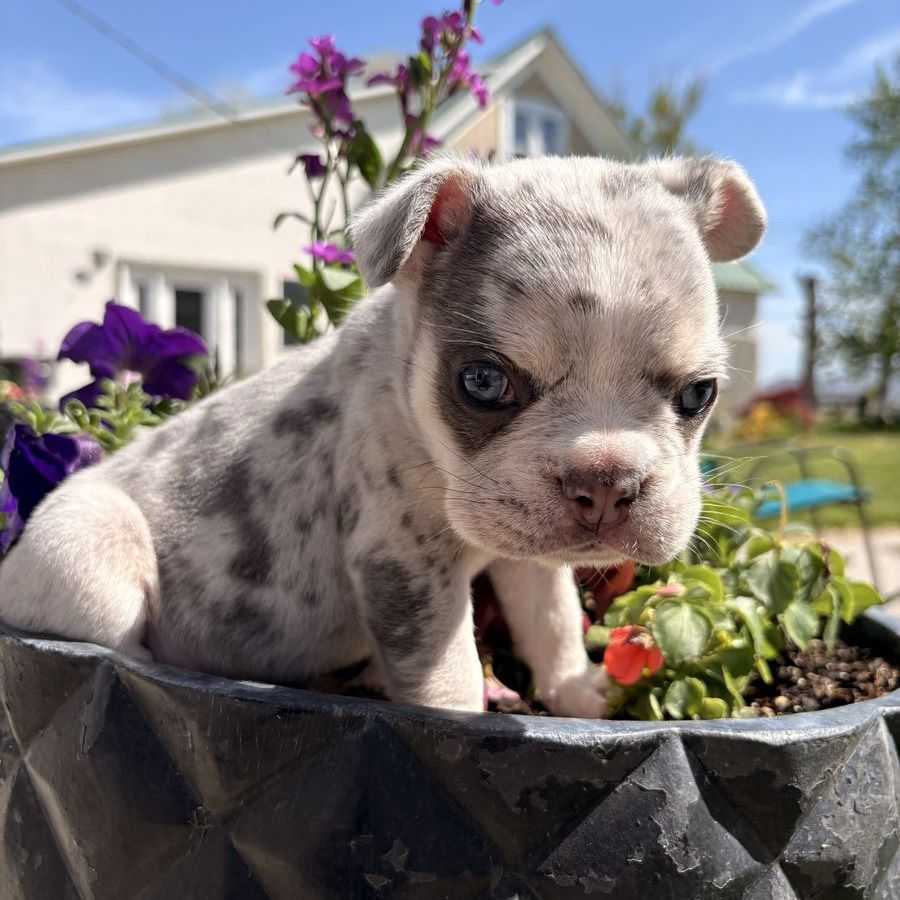 6 week old Male Fenchie