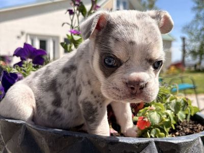 6 week old Male Fenchie