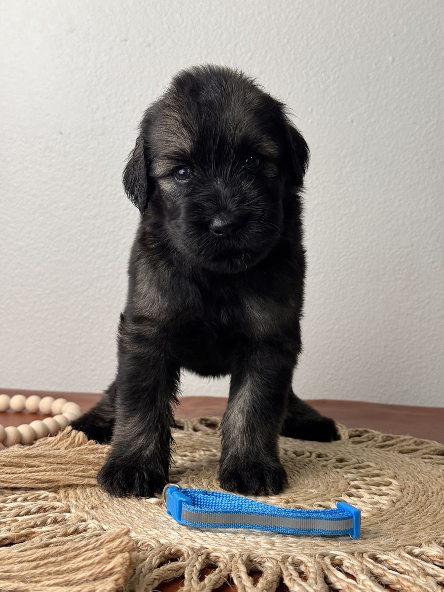 AKC Giant Schnauzer Puppies