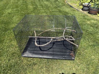 Bird Cages