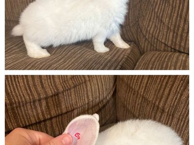 Live Mixed Breed Rabbits - 8 Weeks Old (4 Does, 7 Bucks)