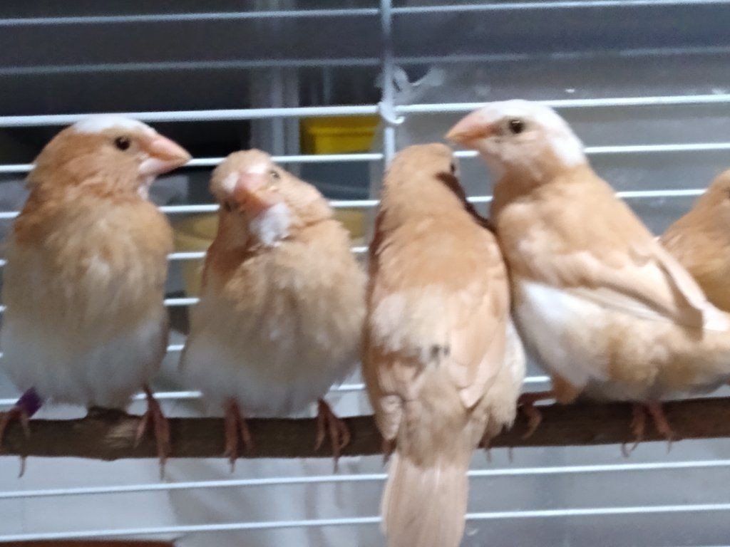 Society Finches