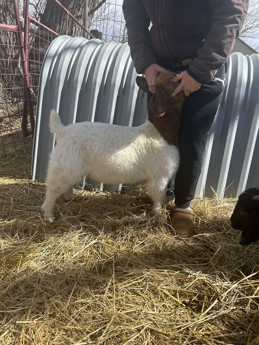 October born Boer buck/wether