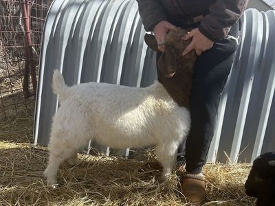 October born Boer buck/wether