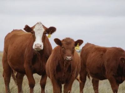 ISO PASTURE FOR A FEW COWS IN FRANKLIN IDAHO