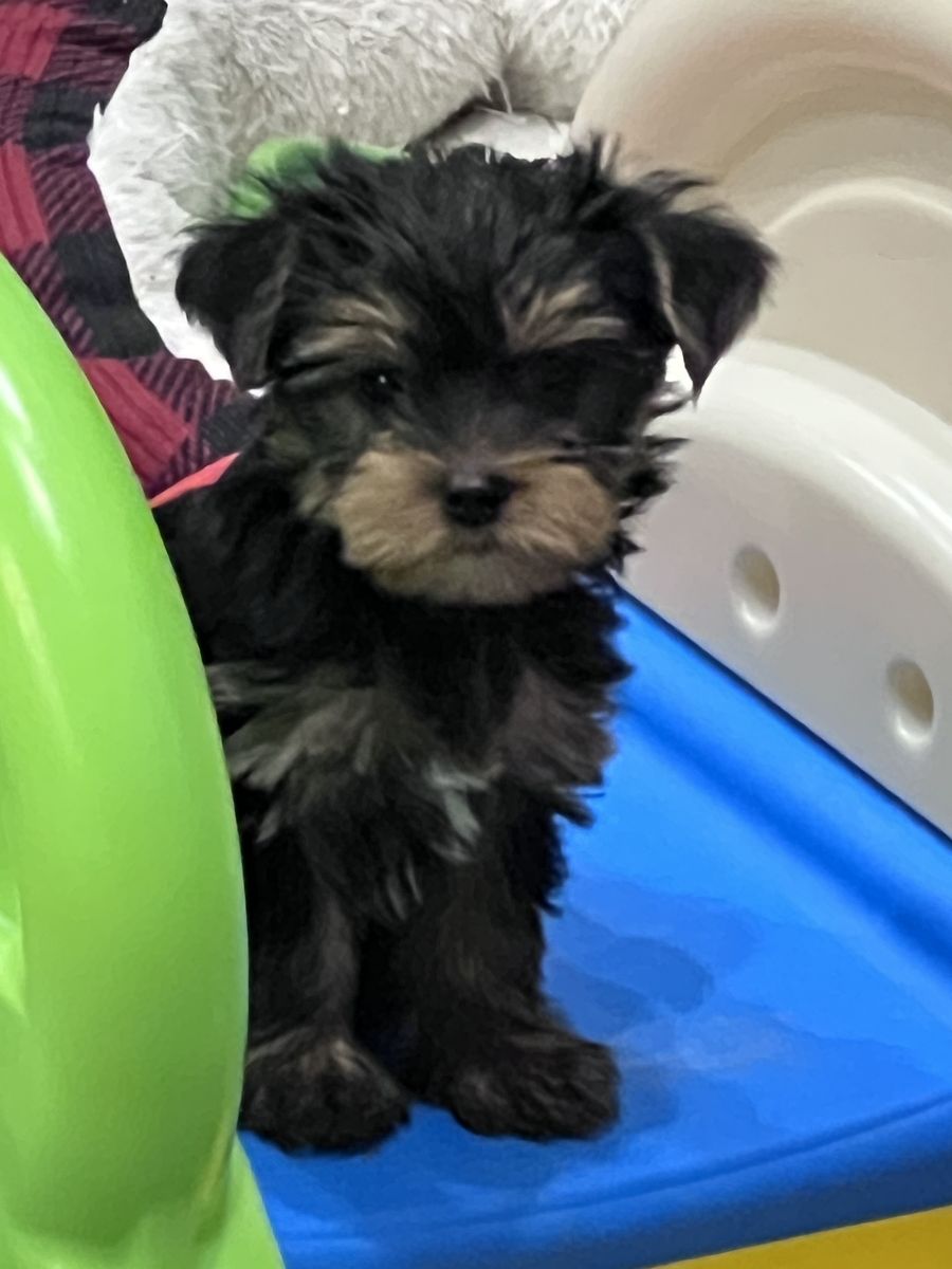 Yorkshire Terrier Puppies - Adorable and Silky