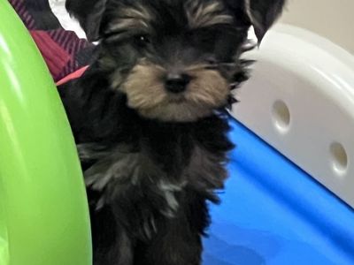Yorkshire Terrier Puppies - Adorable and Silky