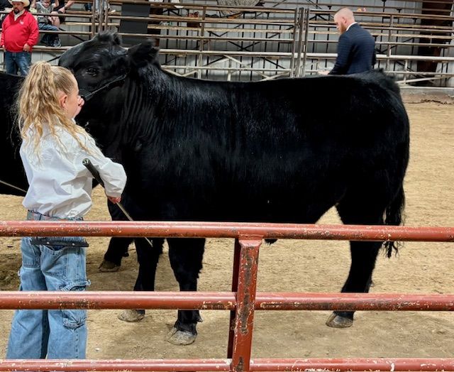 1/4, 1/2 Beef - High Quality Show Steer