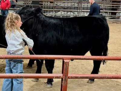 1/4, 1/2 Beef - High Quality Show Steer