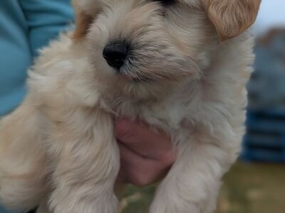 AKC Male Miniature Schnauzer Price Reduced