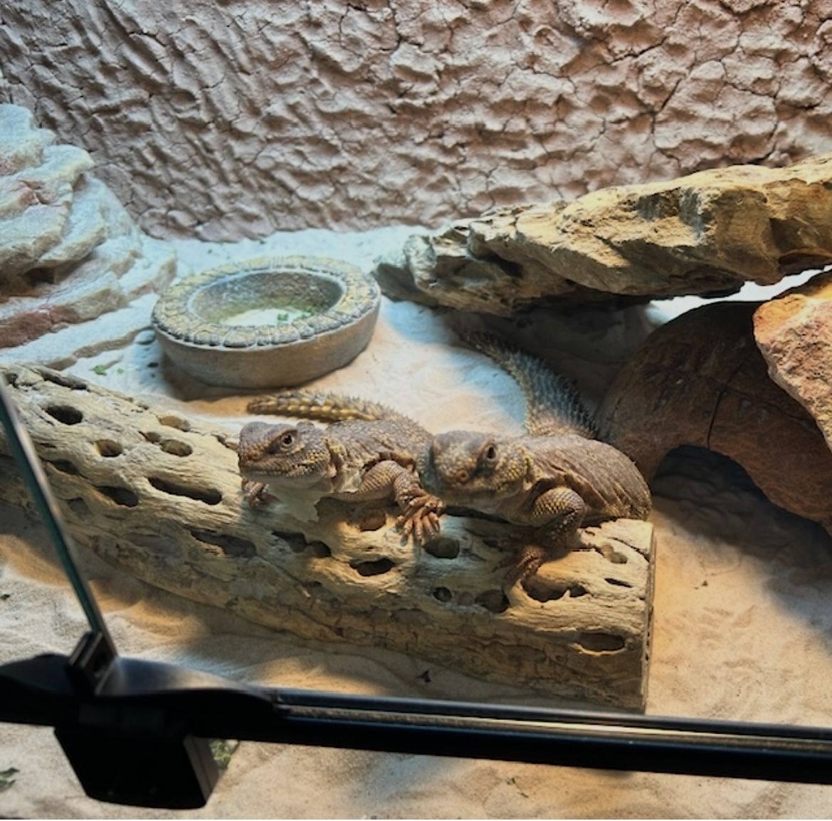 2 female Moroccan Uromastyx