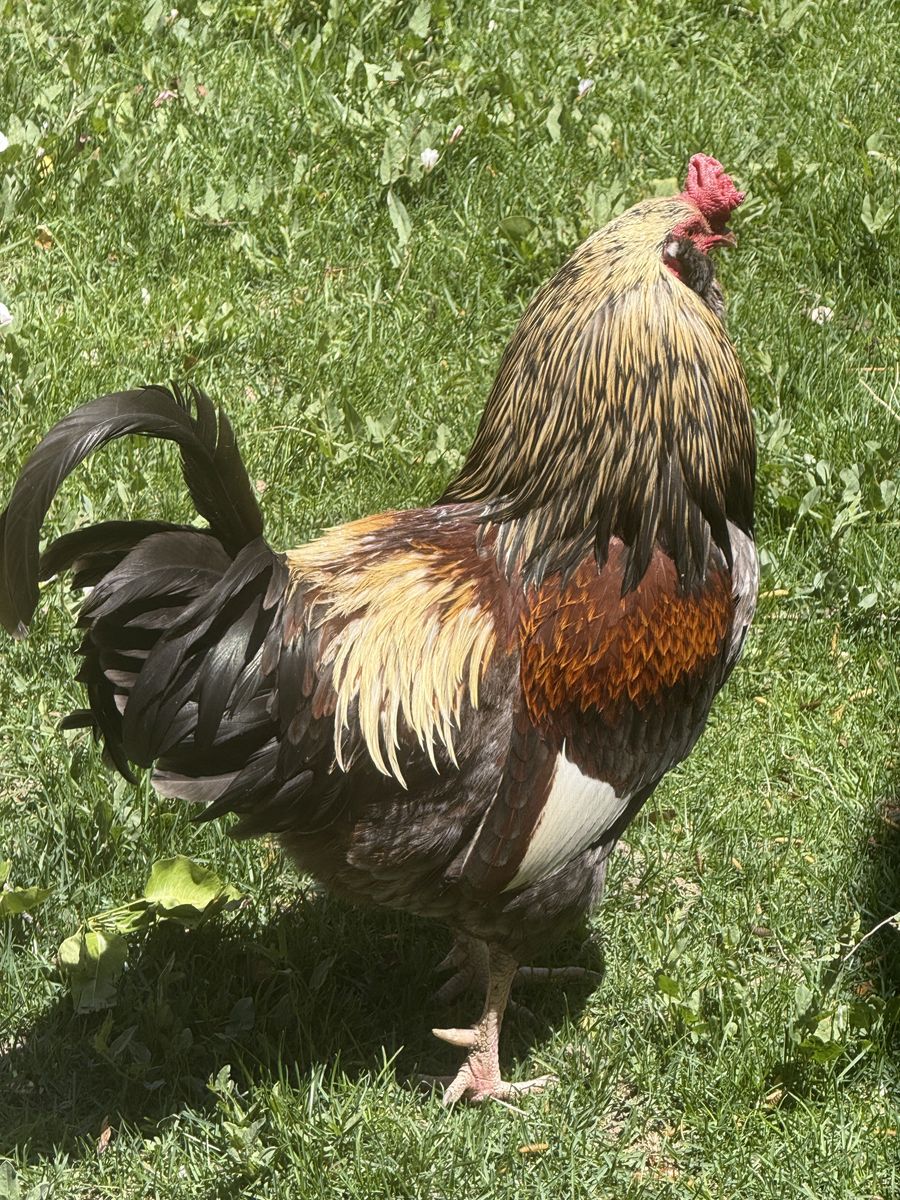 Rooster
