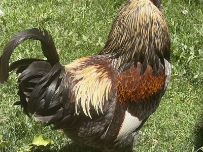 Rooster