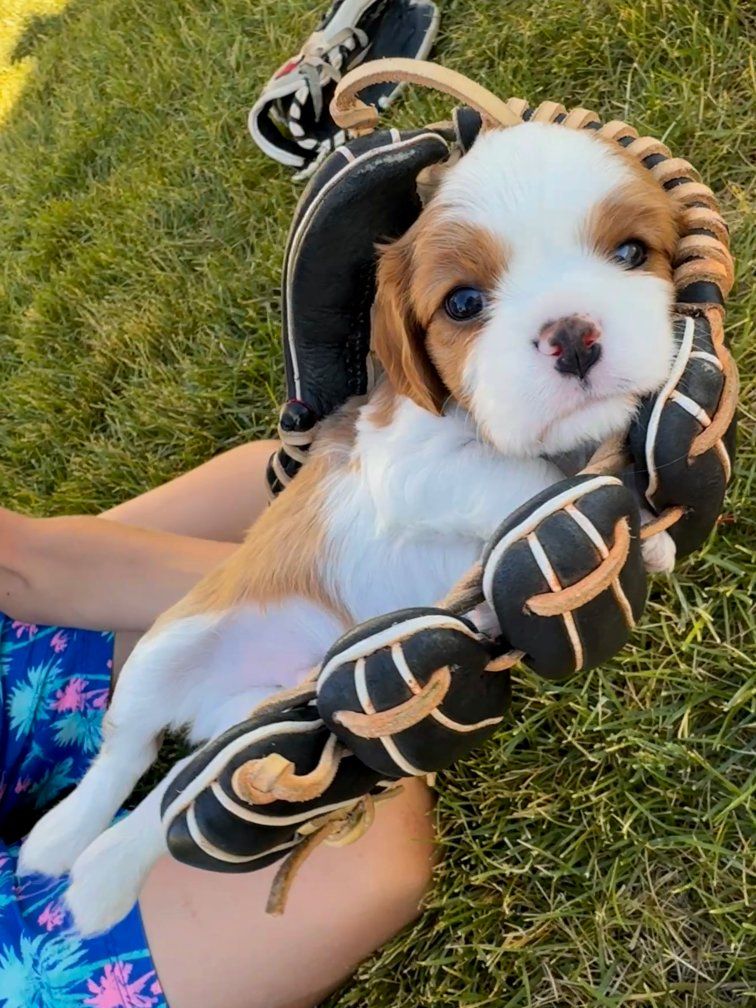 AKC Cavalier King Charles Spaniel Puppies!