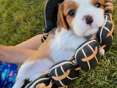 AKC Cavalier King Charles Spaniel Puppies!