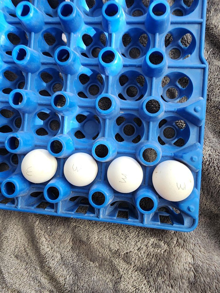 Eggs - Mexican Speckled Bob white